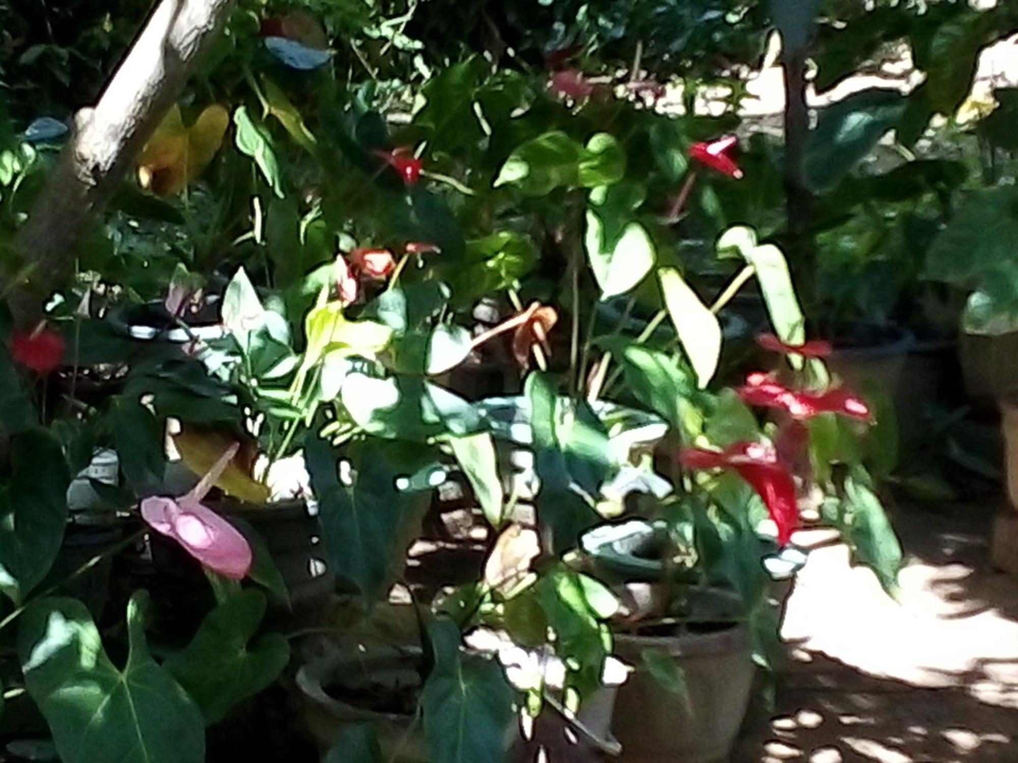 סיגירייה Bandula Home Stay חדר תמונה